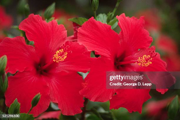 brilliant red hibiscus flowers - ハイビスカス ストックフォトと画像