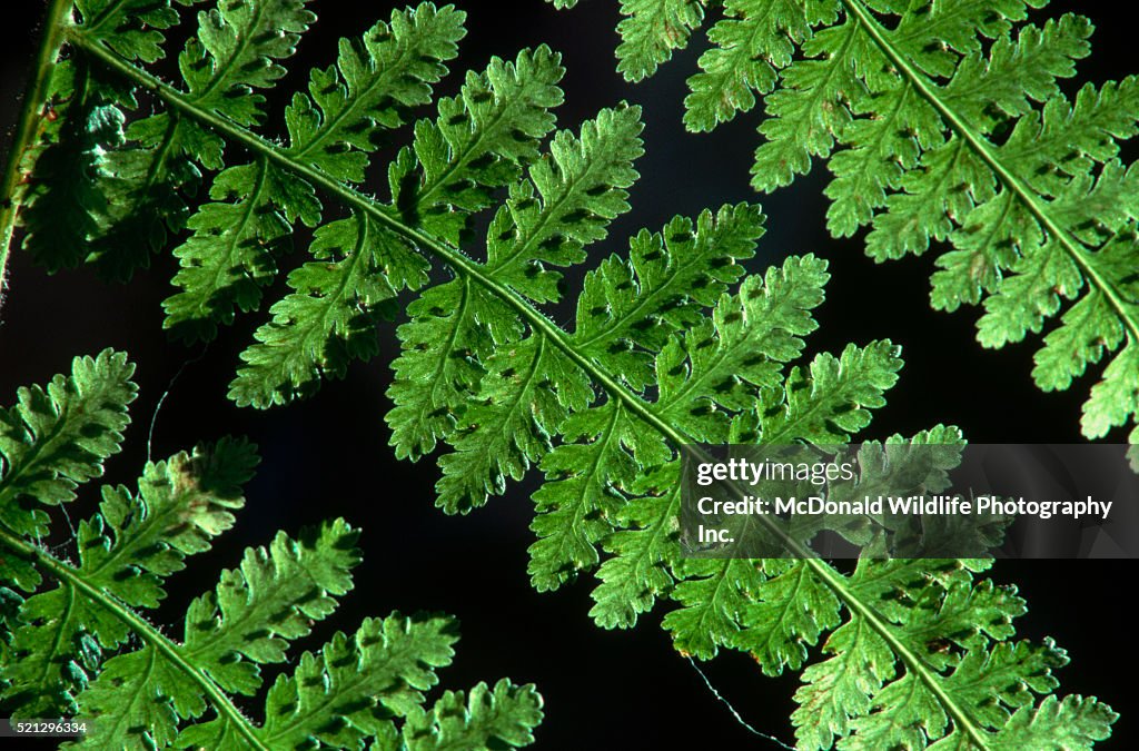 Sporangia of Hay Scented Fern