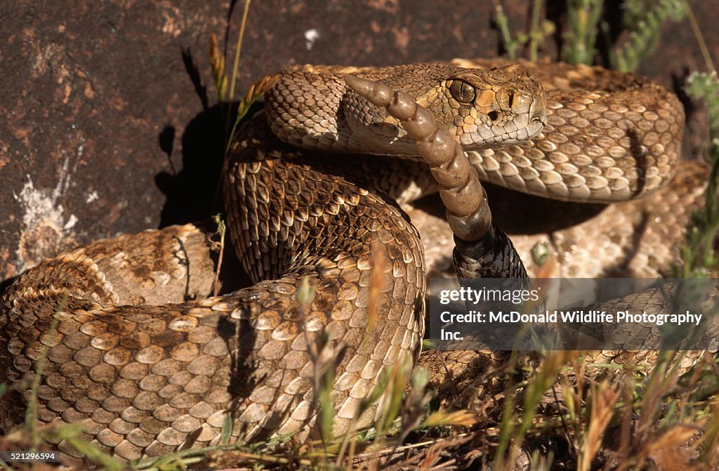 Mohave Rattlesnake