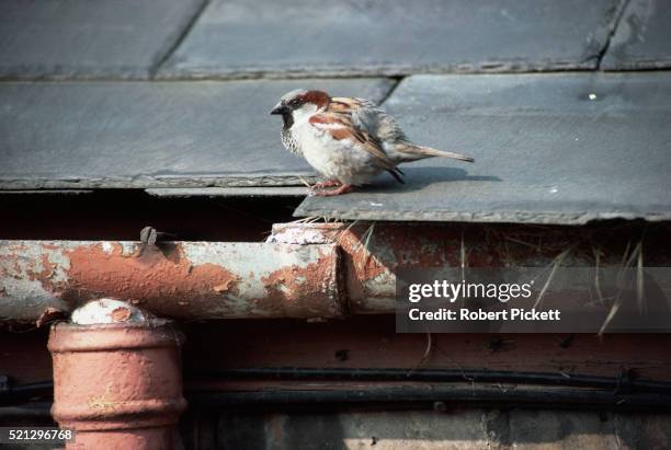 a house sparrow on a roof - house sparrow stock pictures, royalty-free photos & images