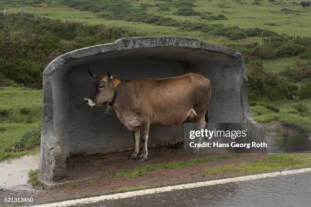 cow in bus stop - bus stop rain stock pictures, royalty-free photos & images