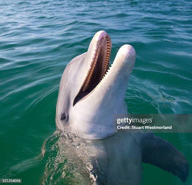 bottlenosed dolphin at sandy bay - bottle nosed dolphin stock pictures, royalty-free photos & images
