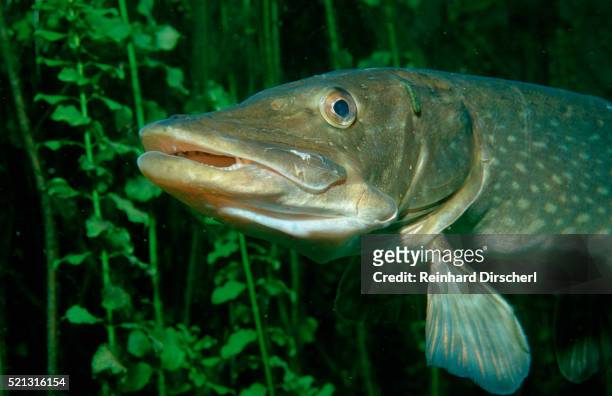 pike head (esox lucius). - pike fish stockfoto's en -beelden