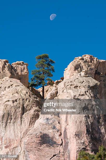 A lone pine stands on inscription Rock, a large sandstone promontory inscribed with names and sayings by pioneers and Spanish explorers who passed...