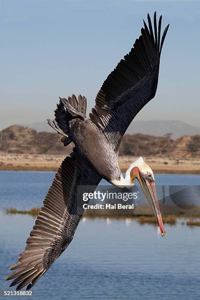 brown pelican in breeding plummage dives for fish - plummage stock pictures, royalty-free photos & images