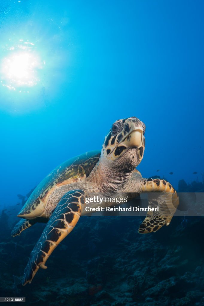 Hawksbill Turtle