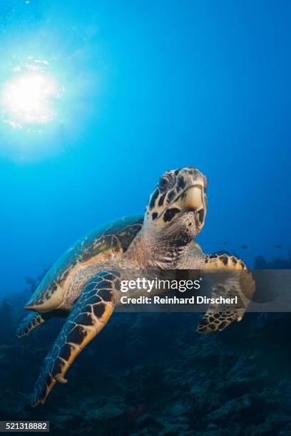 hawksbill turtle - hawksbill turtle stock pictures, royalty-free photos & images