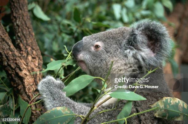 close-up of koala eating leaves - koala eating stock-fotos und bilder