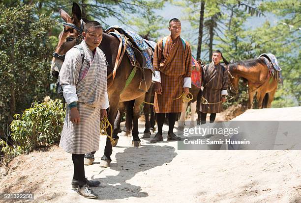 Donkeys trek up to Paro Taktsang, the Tiger's Nest monastery during the visit of Catherine, Duchess of Cambridge and Prince William, Duke of...