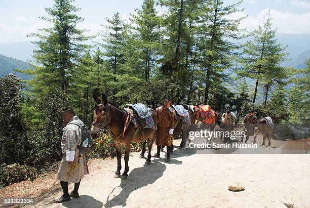 Donkeys trek up to Paro Taktsang, the Tiger's Nest monastery during the visit of Catherine, Duchess of Cambridge and Prince William, Duke of...