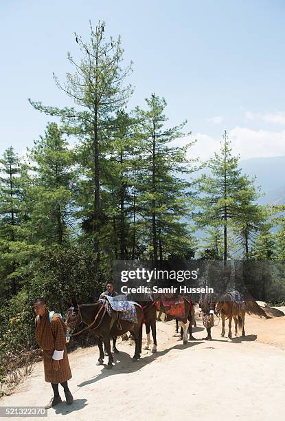 Donkeys trek up to Paro Taktsang, the Tiger's Nest monastery during the visit of Catherine, Duchess of Cambridge and Prince William, Duke of...