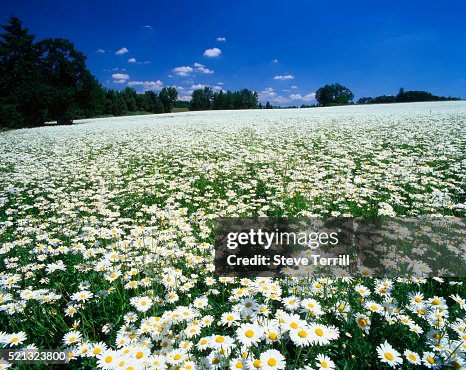 Oxeye Daisies Grown for Seed