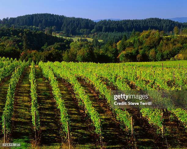 pinot noir grape vineyard in oregon's willamette valley - willamette valley stock pictures, royalty-free photos & images