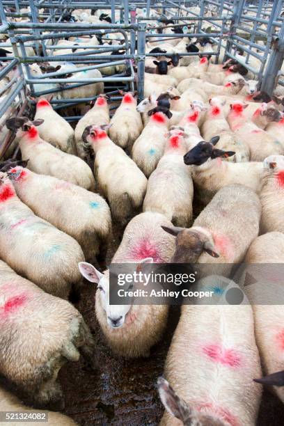 a farmers auction market in south molton, devon, uk. - ashley lamb stock-fotos und bilder