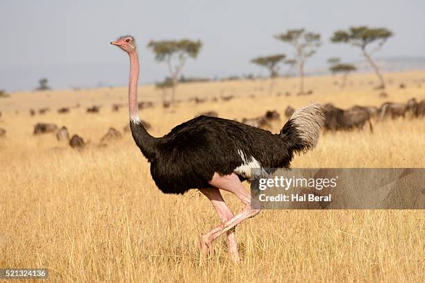 male ostrich - ostrich ストックフォトと画像