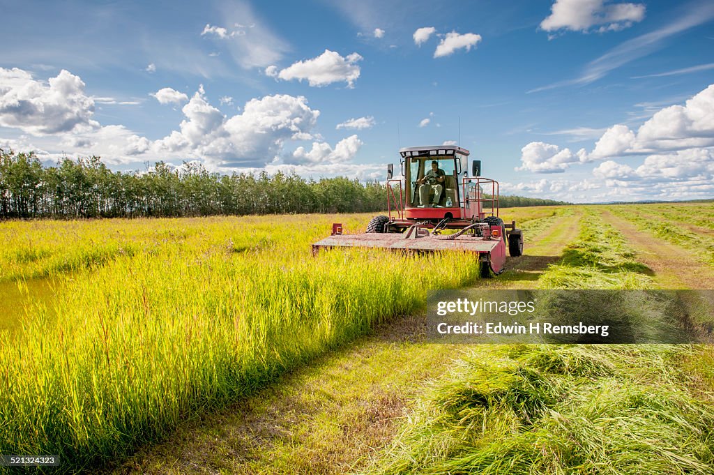 Harvesting hay