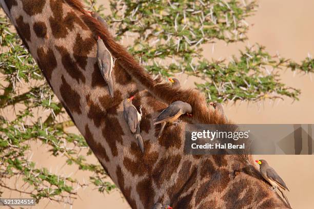 red-billed oxpecker on gifaffe - buphagus africanus stock pictures, royalty-free photos & images