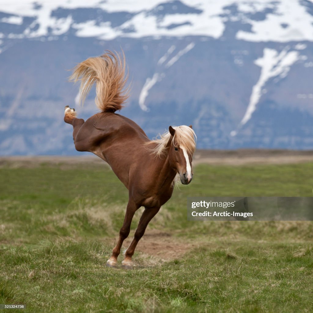 Icelandic Stallion bucking, Northern Iceland