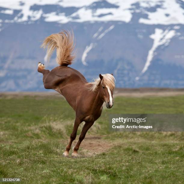 icelandic stallion bucking, northern iceland - stallion stock pictures, royalty-free photos & images