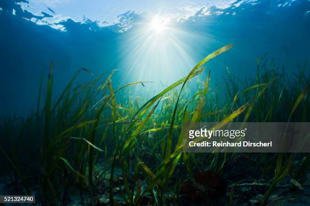 seagrass - sea grass material stock pictures, royalty-free photos & images