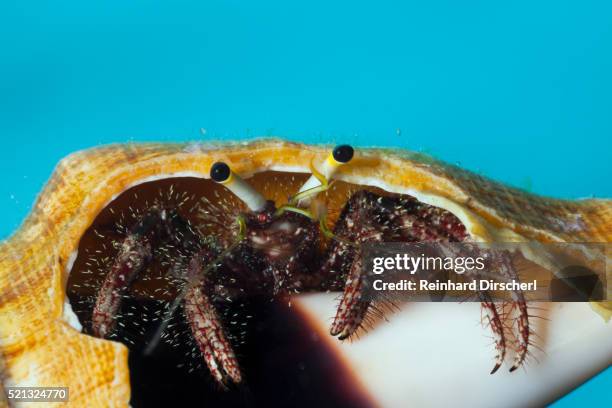 hermit crab in a shell (dardanus megistos) - hermit crab stock pictures, royalty-free photos & images
