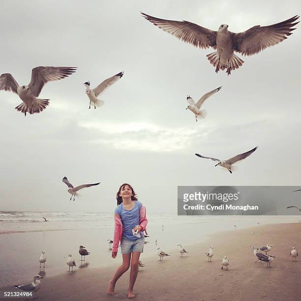 feeding the seagulls - habitat bird florida stock pictures, royalty-free photos & images