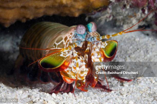 smasher mantis shrimp - mantis shrimp stock pictures, royalty-free photos & images