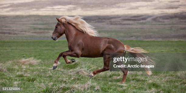 icelandic stallion running, iceland - running horses stockfoto's en -beelden