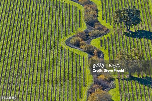 vineyard landscape - california vineyard stock pictures, royalty-free photos & images