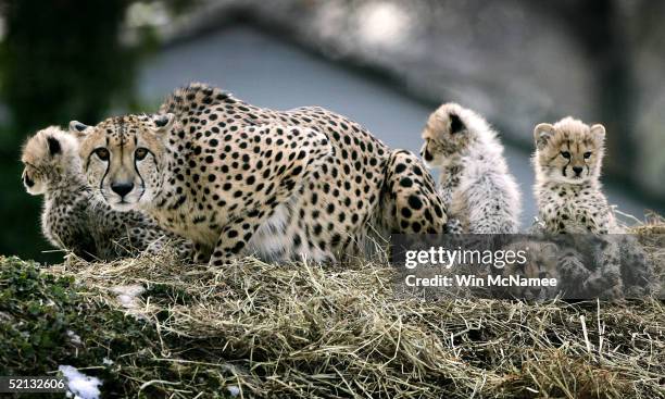 Four new cheetah cubs, born November 23 gather near their mother Tumai during a preview showing at the National Zoo February 4, 2005 in Washington...