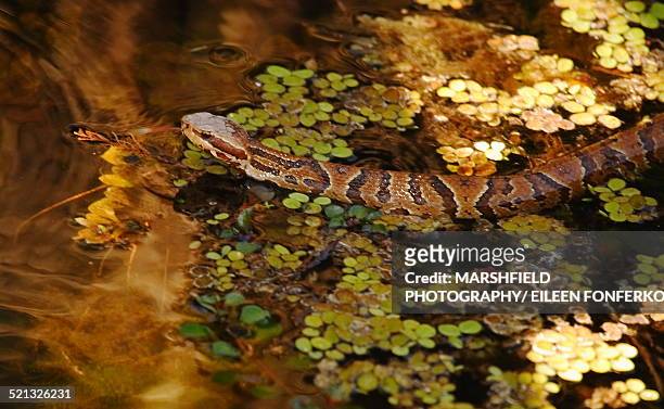 cottonmouth snake swimming with tongue out - cottonmouth snake stock pictures, royalty-free photos & images