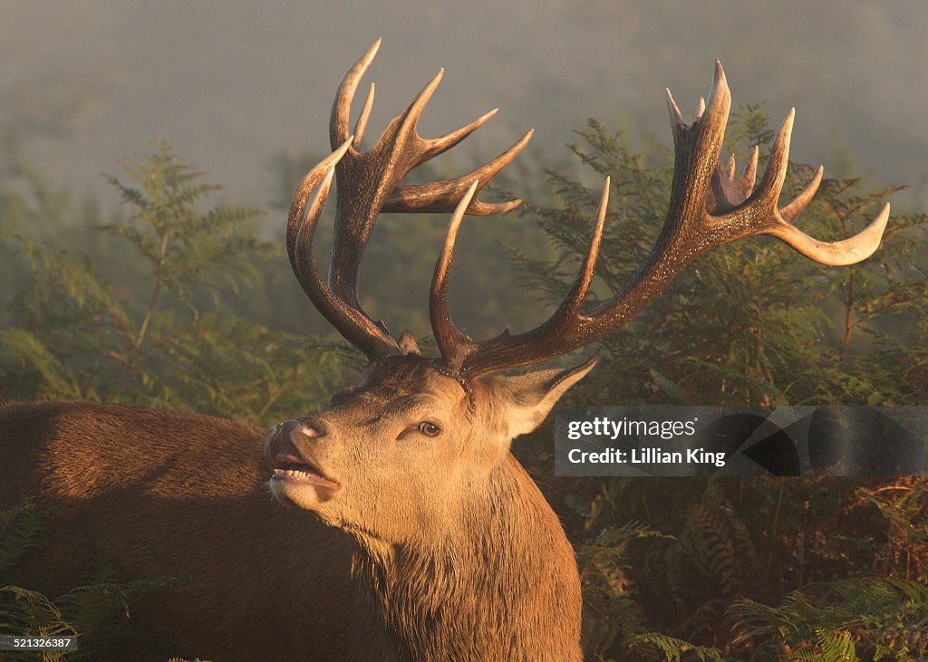 Red Deer smile!