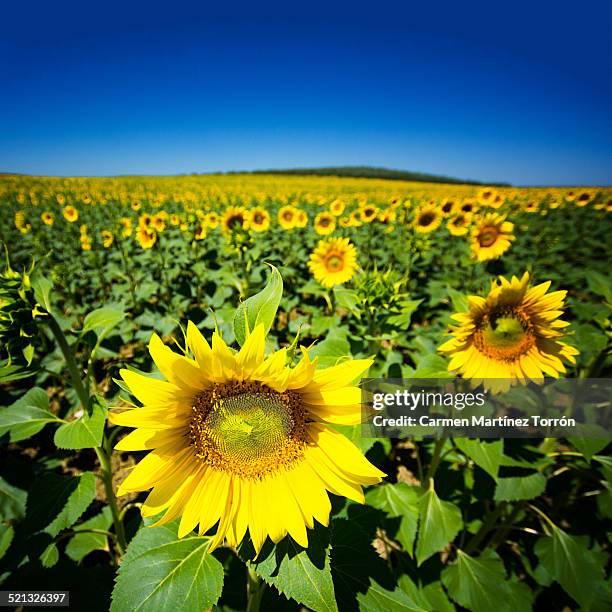 sunflower face - seville landscape stock pictures, royalty-free photos & images