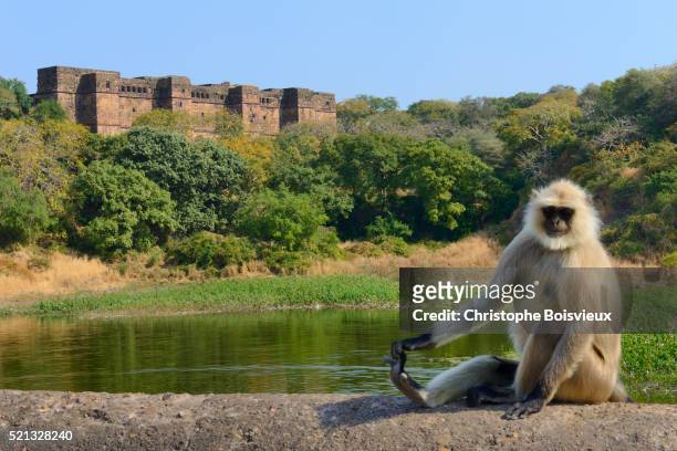 gray langur monkeys at ranthambore fort - ranthambore fort stock pictures, royalty-free photos & images