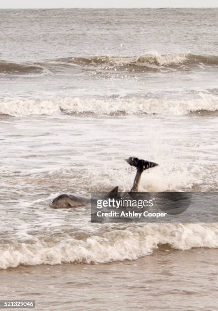 a harbor porpoise stranded on a beach at low newton by the sea on the northumberland coast, uk - northumberland stock pictures, royalty-free photos & images