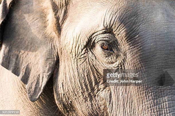 elephant, chitwan national park, nepal - asian elephant stock pictures, royalty-free photos & images