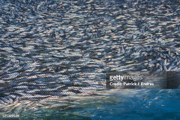 pacific herring in fishing net - fishing industry stock-fotos und bilder