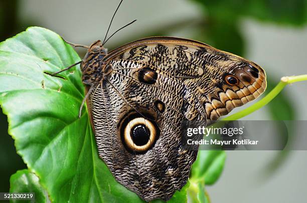 caligo memnon owl butterfly - butterfly maharashtra stock pictures, royalty-free photos & images