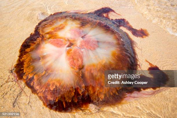 lions mane jellyfish, cyanea capillata, washed ashore on a nothumberland beach. - lions mane jellyfish - fotografias e filmes do acervo
