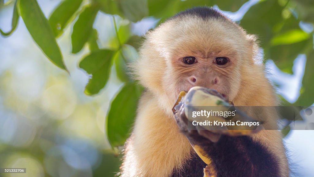 White-Faced Capuchin eating a Banana