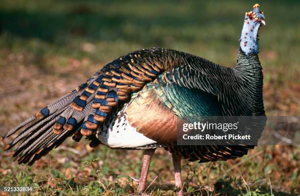 ocellated turkey - ocellated turkey stock pictures, royalty-free photos & images