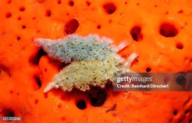 two lettuce sea slugs, tridachia crispata, saint lucia, french west indies, caribbean sea - crispata stock pictures, royalty-free photos & images
