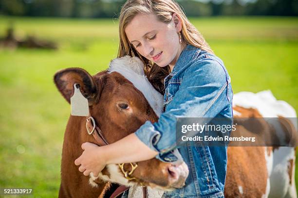 girl holding her cow - cow cuddling stock pictures, royalty-free photos & images