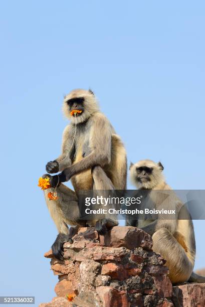gray langur monkeys at ranthambore fort - ranthambore fort stock-fotos und bilder