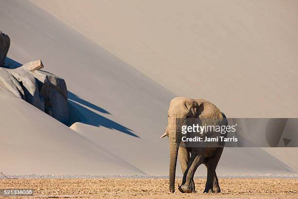 bachelor desert elephant bull roams through dry river valleys - desert elephant stock-fotos und bilder