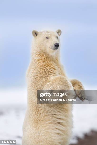 polar bear standing - polar bear (ursus maritimus) stock pictures, royalty-free photos & images