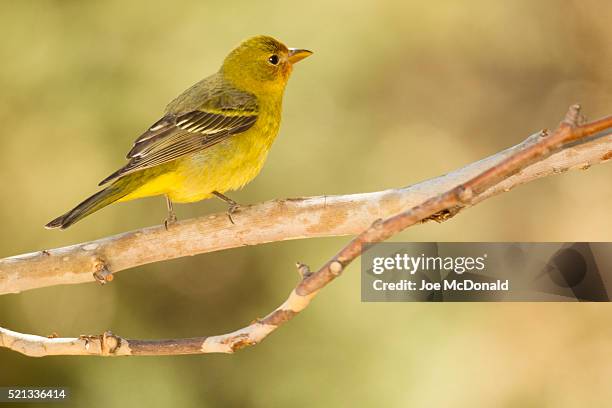 western tanager female - piranga ludoviciana stock pictures, royalty-free photos & images