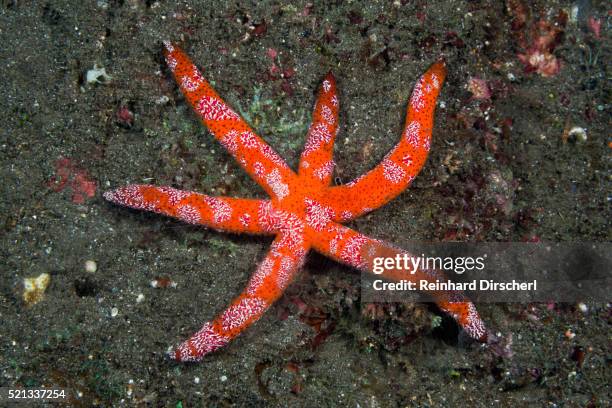 six-armed luzon starfish, komodo national park - comb jelly stock pictures, royalty-free photos & images