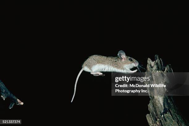 white-footed mouse jumping from branch to branch - peromyscus leucopus imagens e fotografias de stock