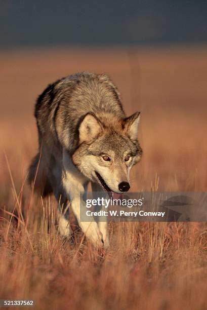 Wolf In Colorado 43 Grey Wolf Colorado Stock Photos, High-Res Pictures, and Images ...